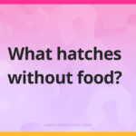 What hatches without food?