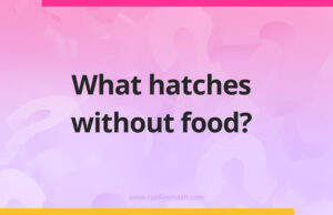 What hatches without food?
