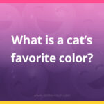 What is a cat's favorite color?