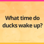 What time do ducks wake up?