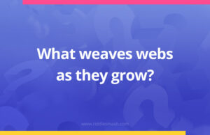 What weaves webs as they grow?