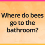 Where do bees go to the bathroom?