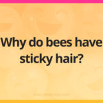 Why do bees have sticky hair?