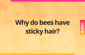Why do bees have sticky hair?