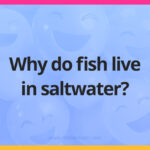 Why do fish live in saltwater?