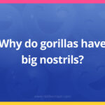 Why do gorillas have big nostrils?