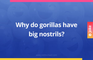 Why do gorillas have big nostrils?