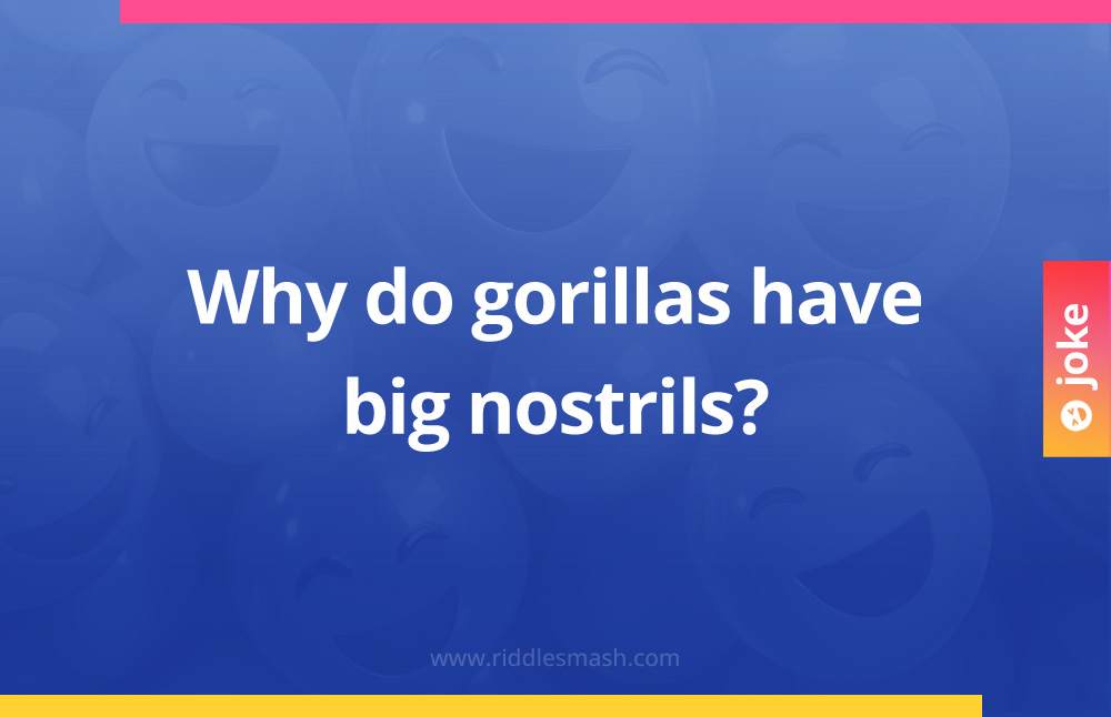 Why do gorillas have big nostrils?