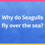Why do Seagulls fly over the sea?