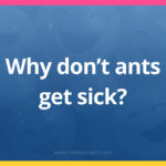 Why don't ants get sick?