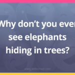 Why don't you ever see elephants hiding in trees?