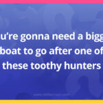 You're gonna need a bigger boat to go after one of these toothy hunters.
