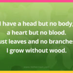 I have a head but no body, a heart but no blood. Just leaves and no branches, I grow without wood.
