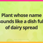 Plant whose name sounds like a dish full of dairy spread. 