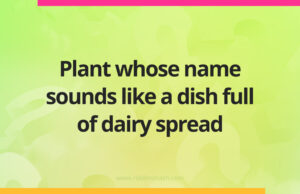 Plant whose name sounds like a dish full of dairy spread. 