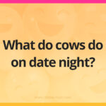 What do cows do on date night?