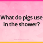 What do pigs use in the shower?