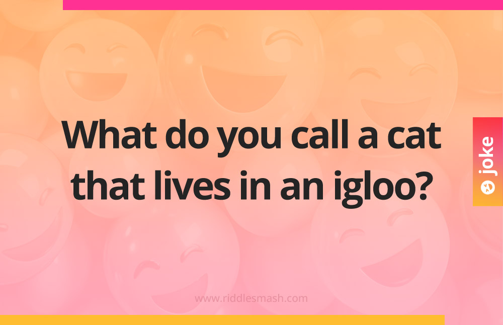 What do you call a cat that lives in an igloo?