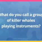 What do you call a group of killer whales playing instruments?