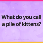 What do you call a pile of kittens?