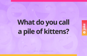 What do you call a pile of kittens?