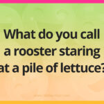 What do you call a rooster staring at a pile of lettuce?