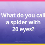 What do you call a spider with 20 eyes?