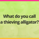 What do you call a thieving alligator?