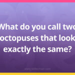 What do you call two octopuses that look exactly the same?