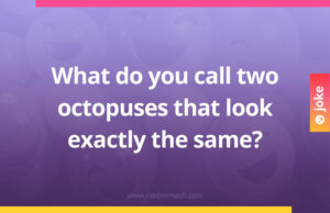 What do you call two octopuses that look exactly the same?