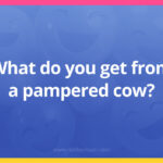 What do you get from a pampered cow?