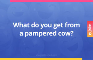 What do you get from a pampered cow?