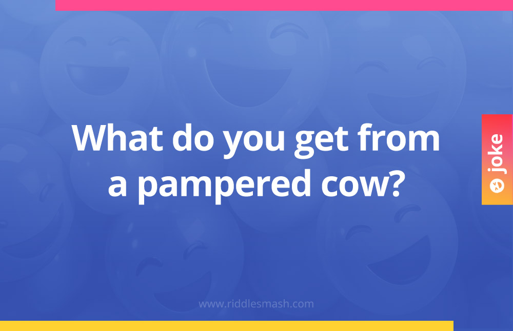 What do you get from a pampered cow?