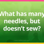 What has many needles, but doesn't sew?