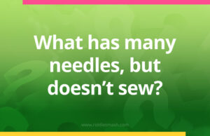 What has many needles, but doesn't sew?