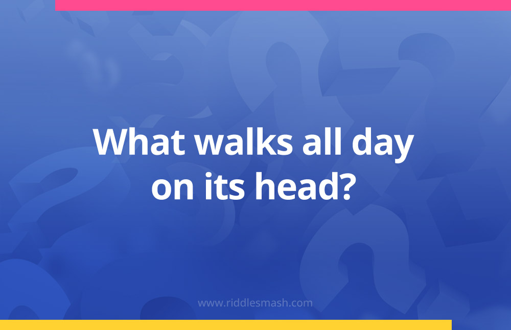 What walks all day on its head?