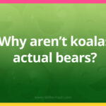 Why aren’t koalas actual bears?