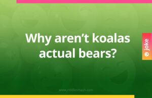 Why aren’t koalas actual bears?