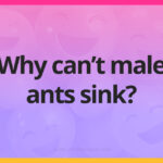 Why can’t male ants sink?