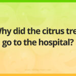 Why did the citrus tree go to the hospital?
