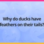 Why do ducks have feathers on their tails?