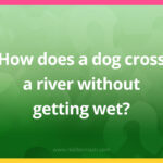 How does a dog cross a river without getting wet?