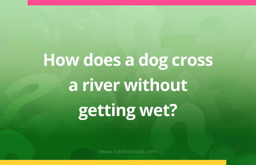 How does a dog cross a river without getting wet?