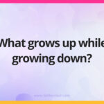 What grows up while growing down?