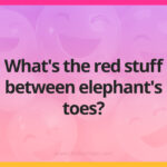 What's the red stuff between elephant's toes?