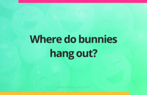 Where do bunnies hang out?