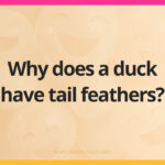 Why does a duck have tail feathers?
