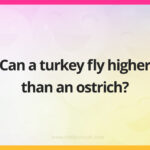 Can a turkey fly higher than an ostrich?