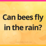Can bees fly in the rain?