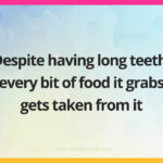 Despite having long teeth, every bit of food it grabs gets taken from it.